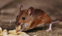 24 Hour & Emergency Exterminators in Berea, KY
